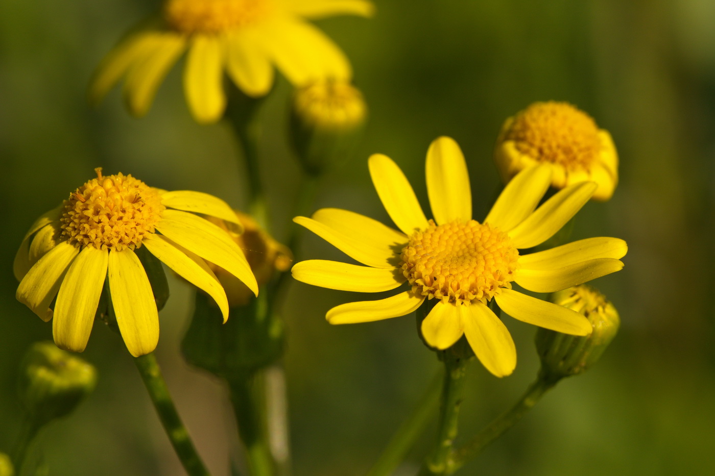 Image of Senecio vernalis specimen.