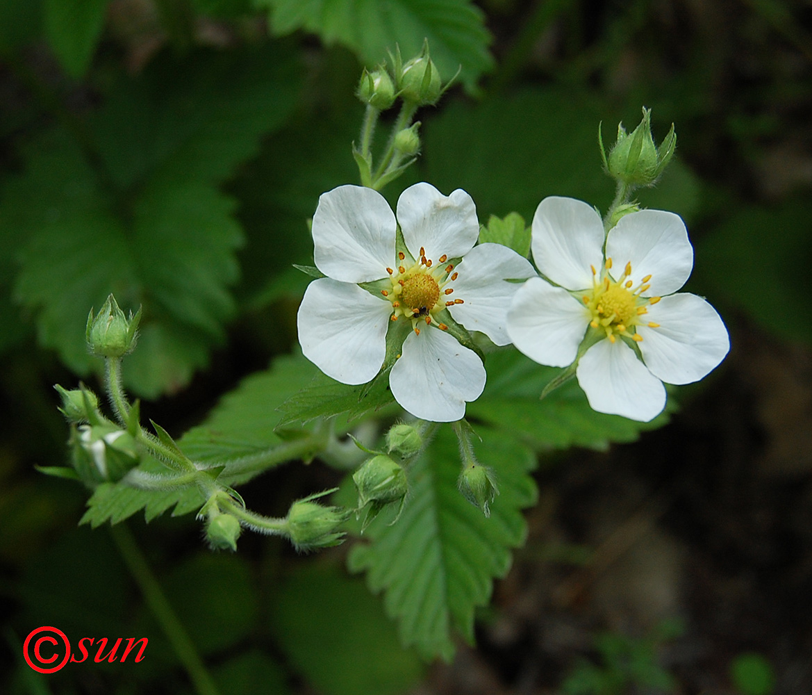 Изображение особи Fragaria moschata.