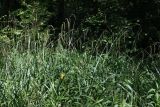 Carex pendula