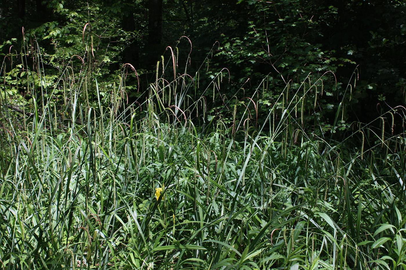 Image of Carex pendula specimen.