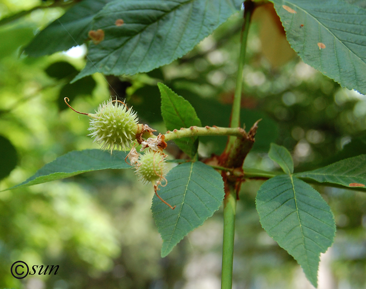 Изображение особи Aesculus hippocastanum.