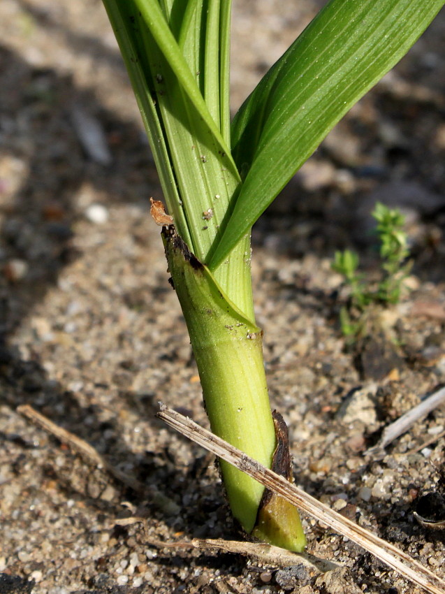 Image of Bletilla striata specimen.