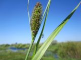 Carex riparia