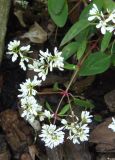 Euphorbia graminea