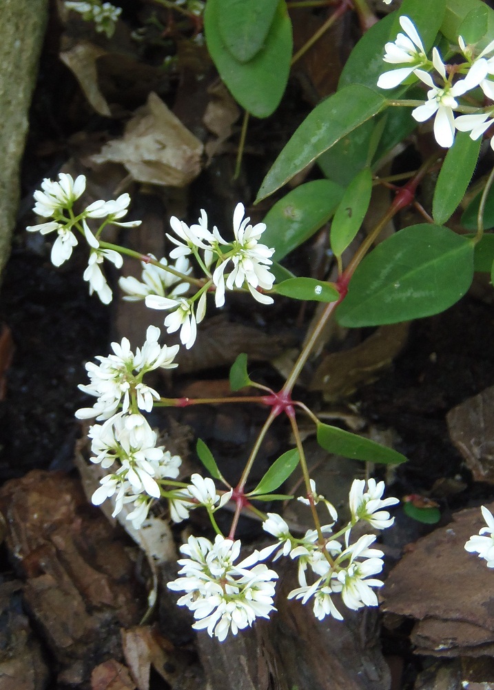 Изображение особи Euphorbia graminea.