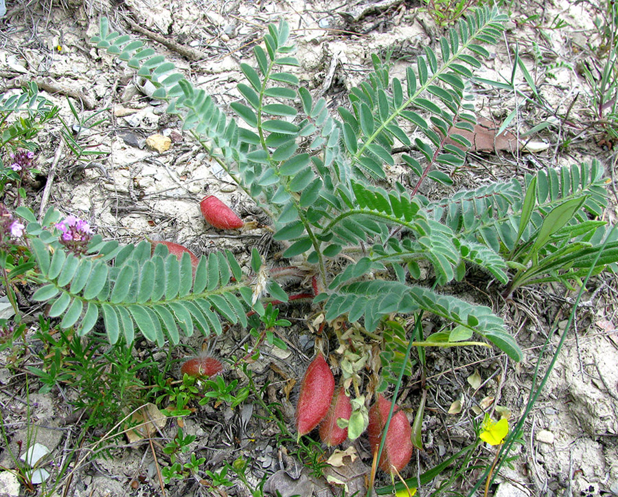 Изображение особи Astragalus utriger.