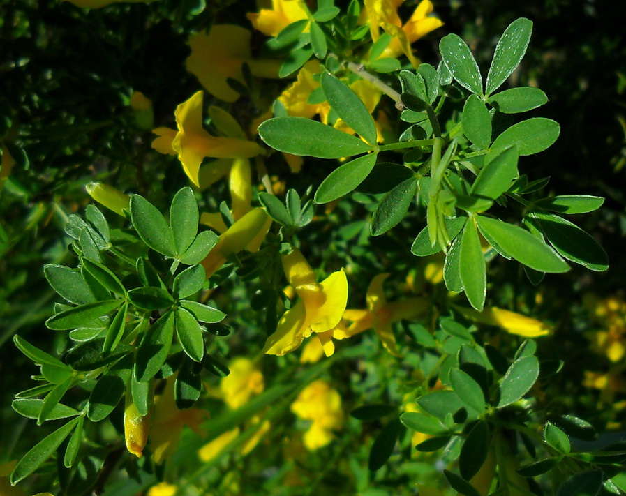 Image of Chamaecytisus borysthenicus specimen.