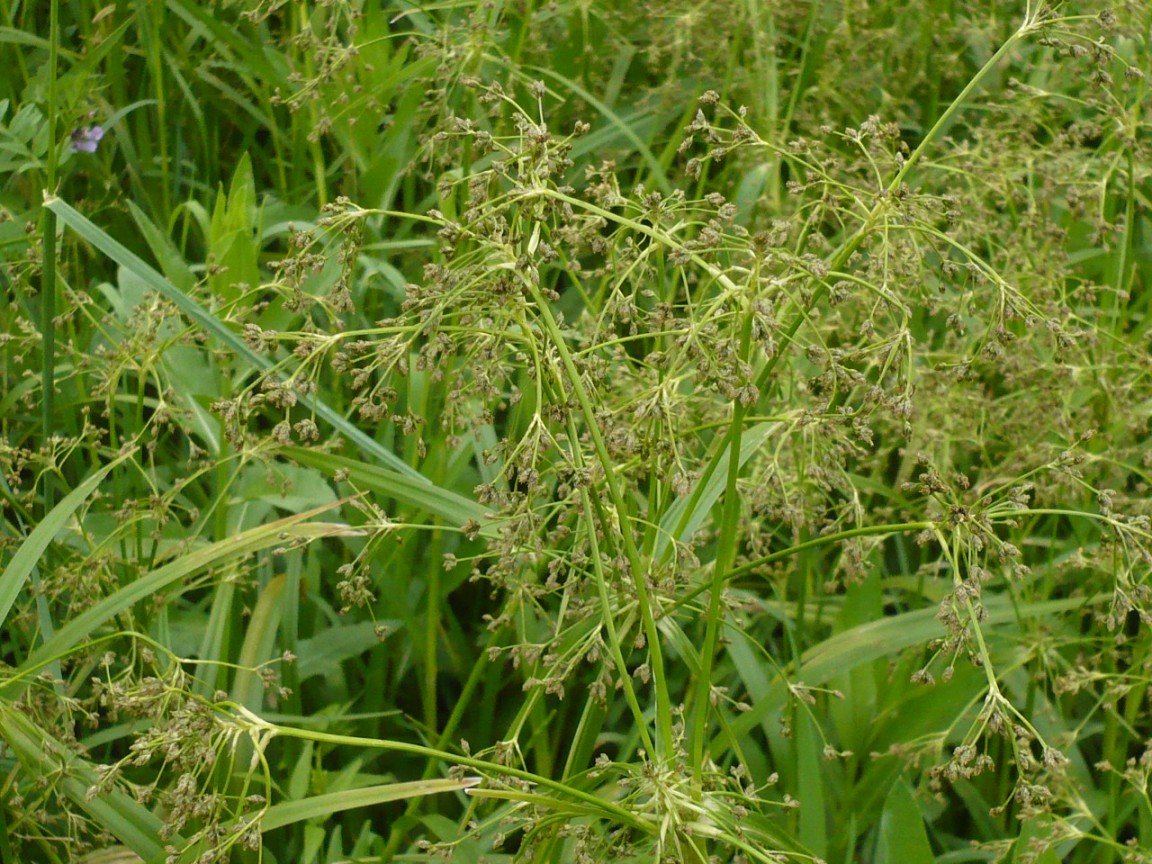 Изображение особи Scirpus sylvaticus.