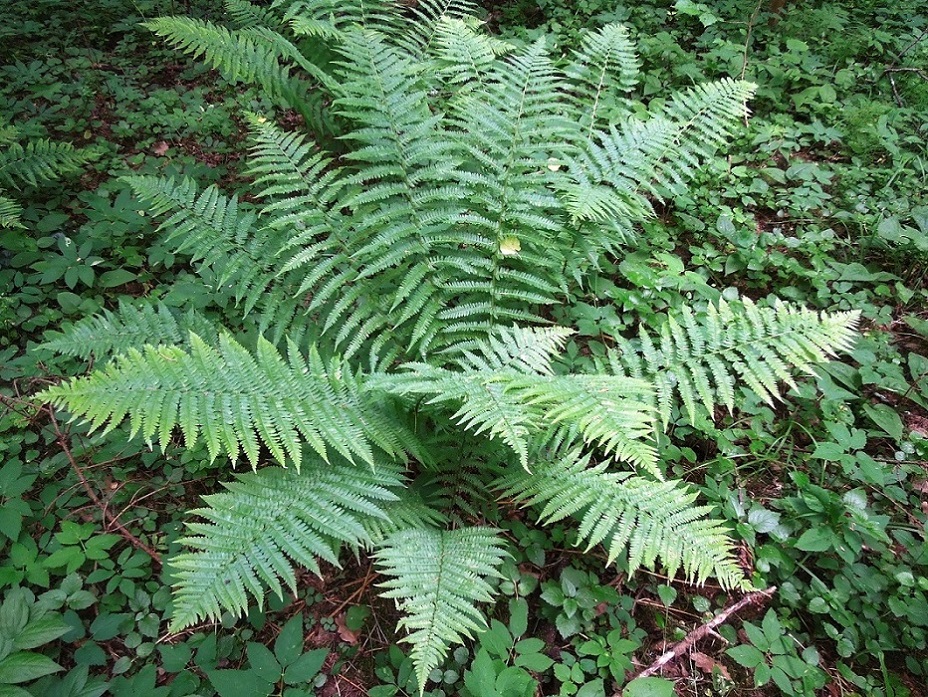 Image of Dryopteris filix-mas specimen.