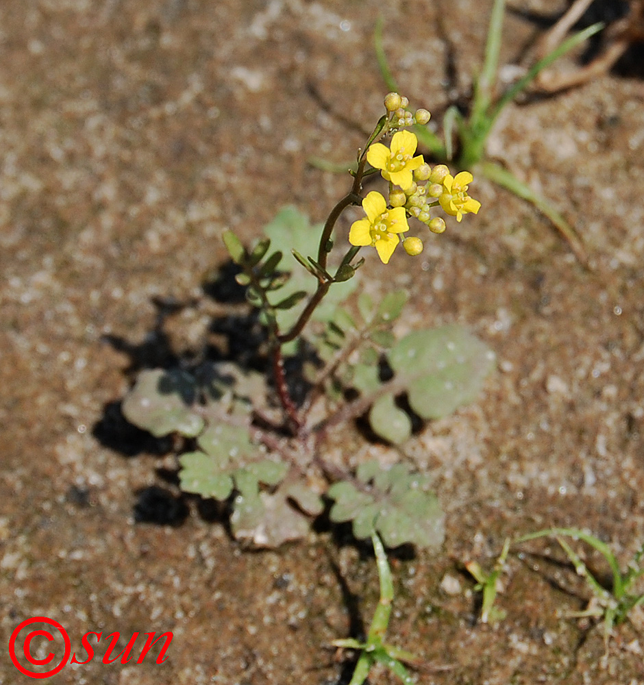 Image of Rorippa brachycarpa specimen.