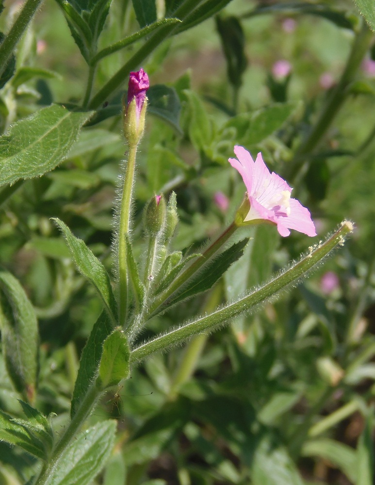 Изображение особи Epilobium villosum.