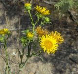 Inula britannica