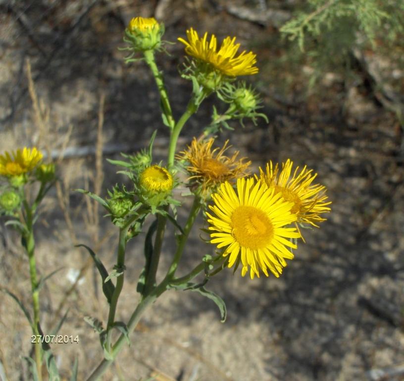 Изображение особи Inula britannica.