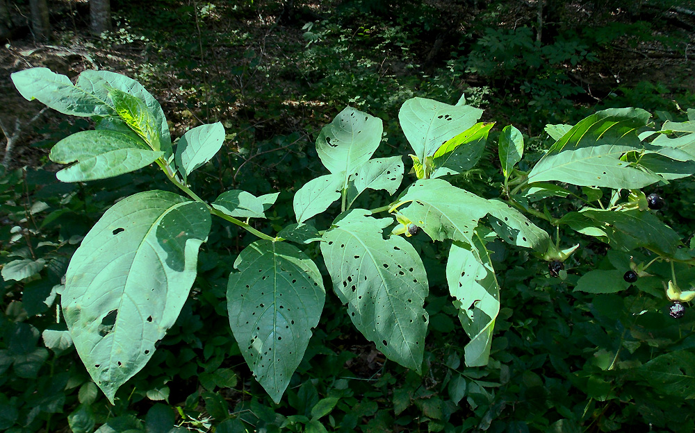 Изображение особи Atropa caucasica.