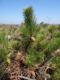 Pinus pallasiana