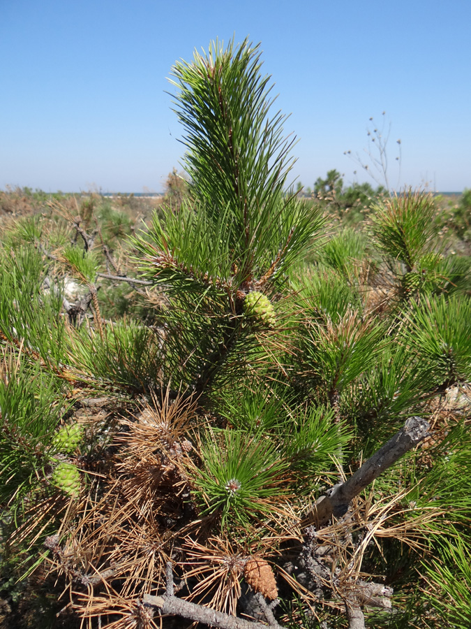 Изображение особи Pinus pallasiana.