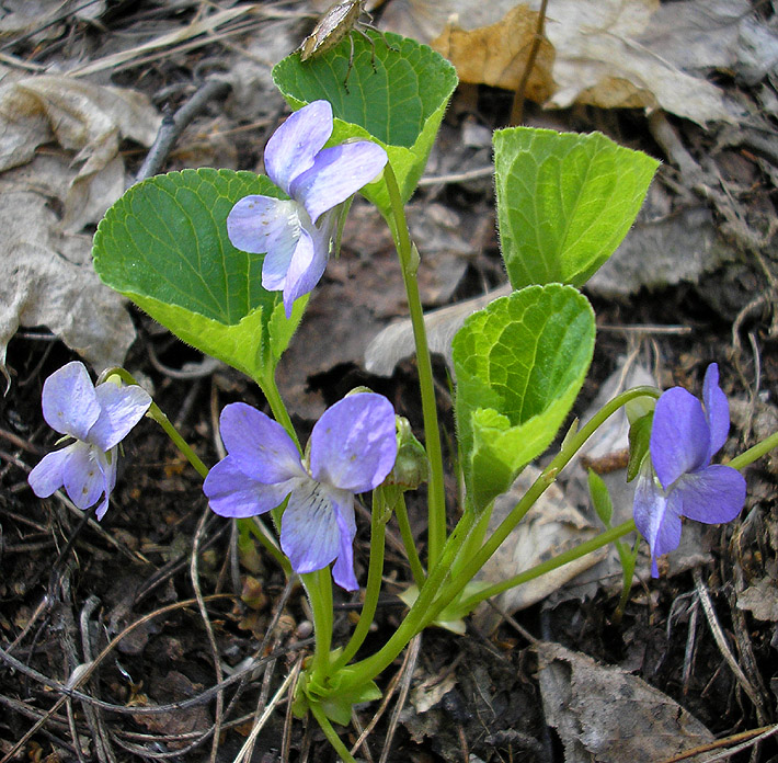 Image of Viola mirabilis specimen.