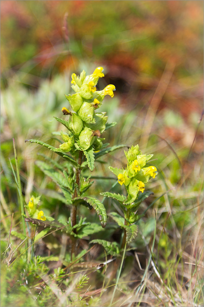 Изображение особи Rhinanthus minor.