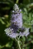 Mentha longifolia