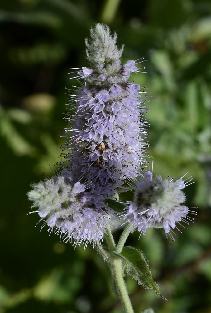 Image of Mentha longifolia specimen.