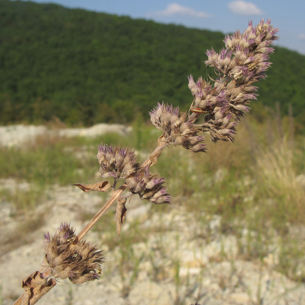 Image of Nepeta grandiflora specimen.