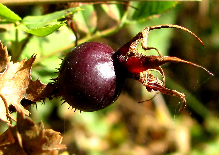 Image of Rosa spinosissima specimen.