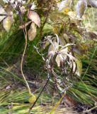 Syneilesis aconitifolia. Плодоносящее и засыхающее растение. Амурская обл., в 38 км севернее г. Благовещенск, подножие холма. 22.09.2014.