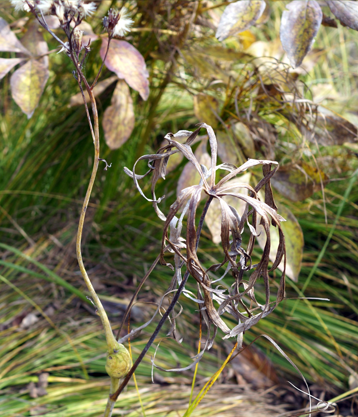 Image of Syneilesis aconitifolia specimen.