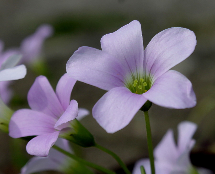 Изображение особи Oxalis triangularis.