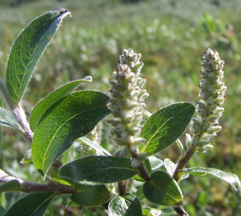 Изображение особи Salix glauca.