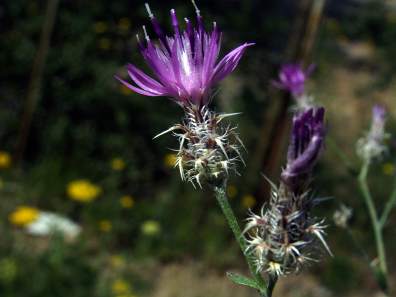 Image of Centaurea pseudosquarrosa specimen.