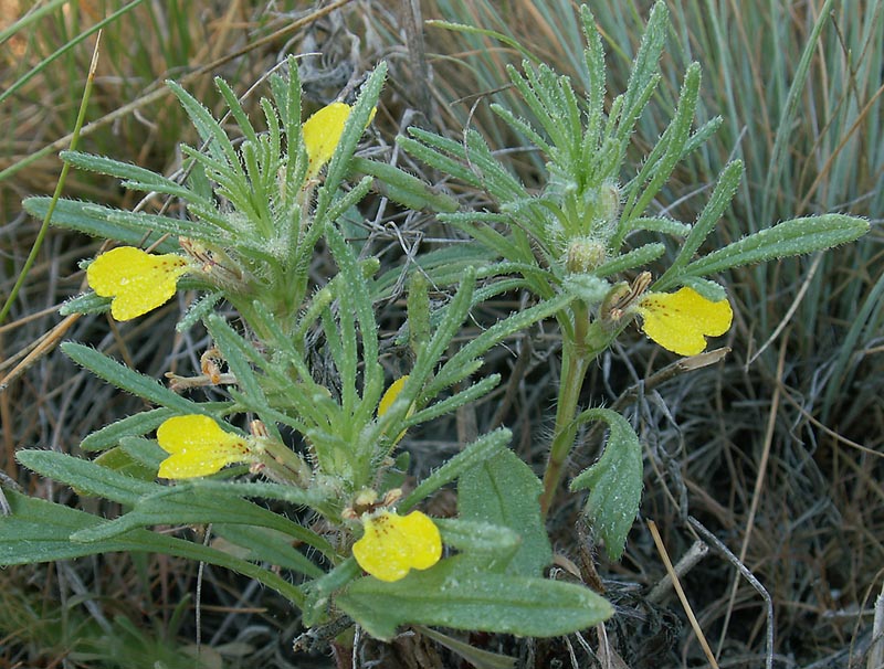 Image of Ajuga glabra specimen.