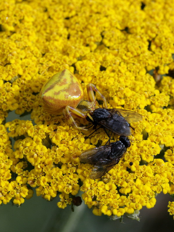Image of Achillea filipendulina specimen.