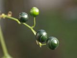 Gynostemma pentaphyllum