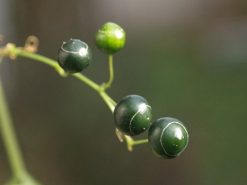 Image of Gynostemma pentaphyllum specimen.