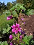 Malva mauritiana