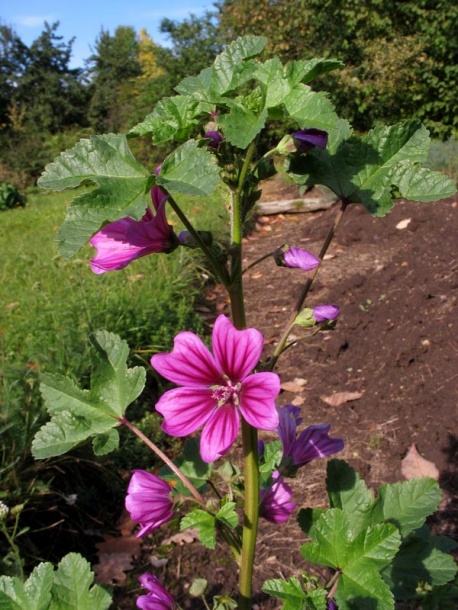 Image of Malva mauritiana specimen.