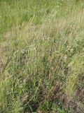 Silene chlorantha. Цветущее растение. Ставропольский край, Благодарненский р-н, окр с. Шишкино, 27.05.2007.
