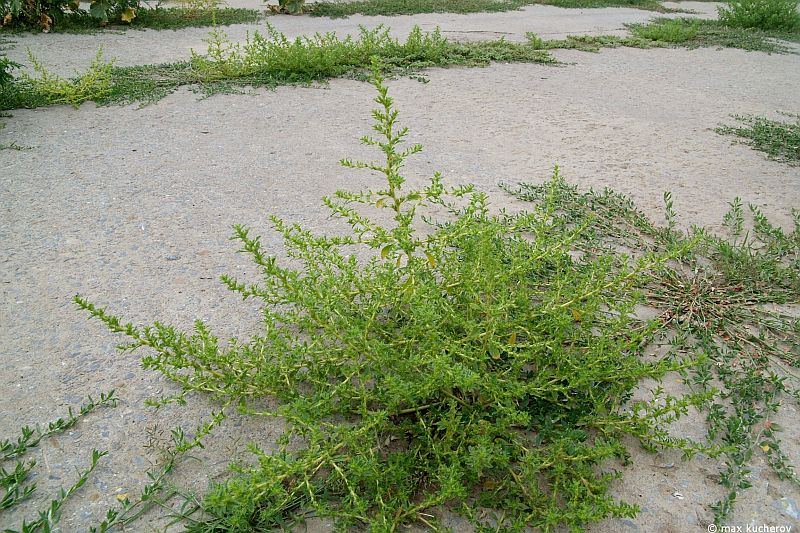 Image of Amaranthus albus specimen.