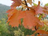 Sorbus torminalis