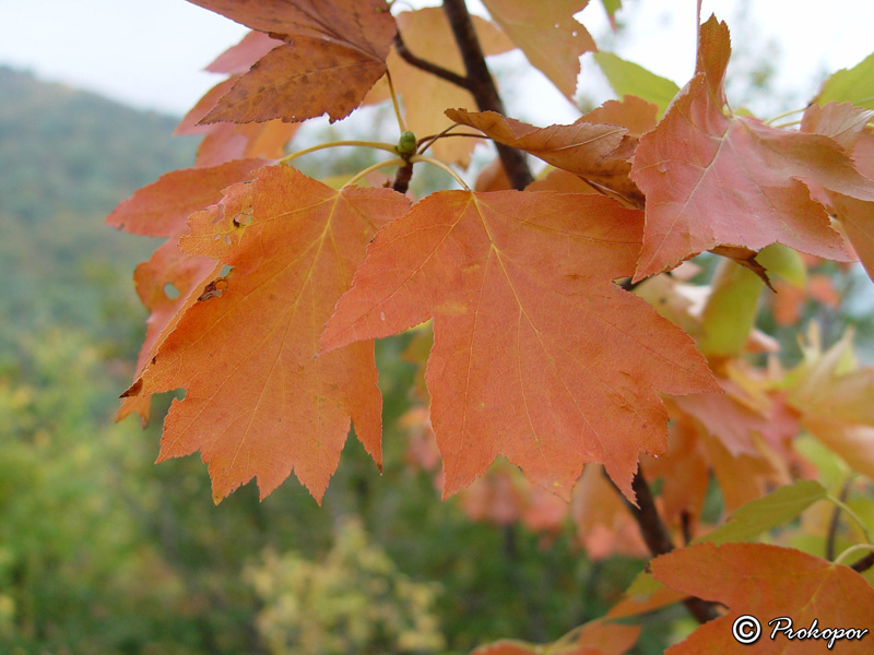 Изображение особи Sorbus torminalis.