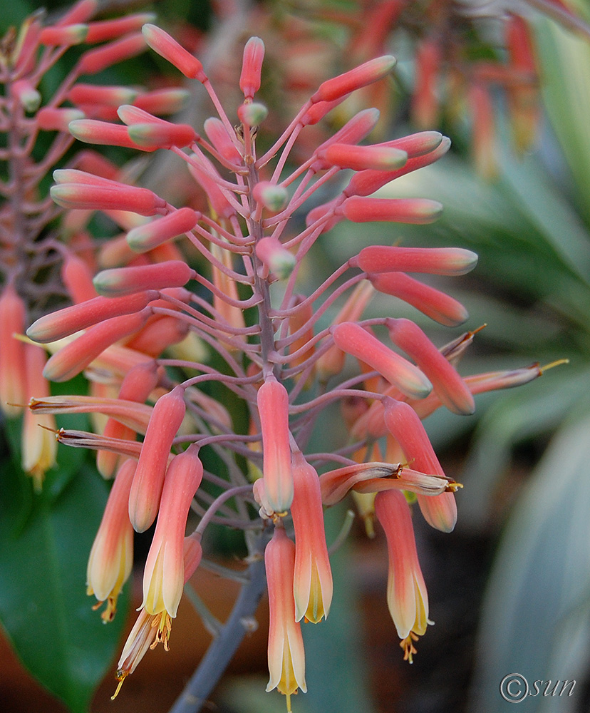 Image of genus Aloe specimen.