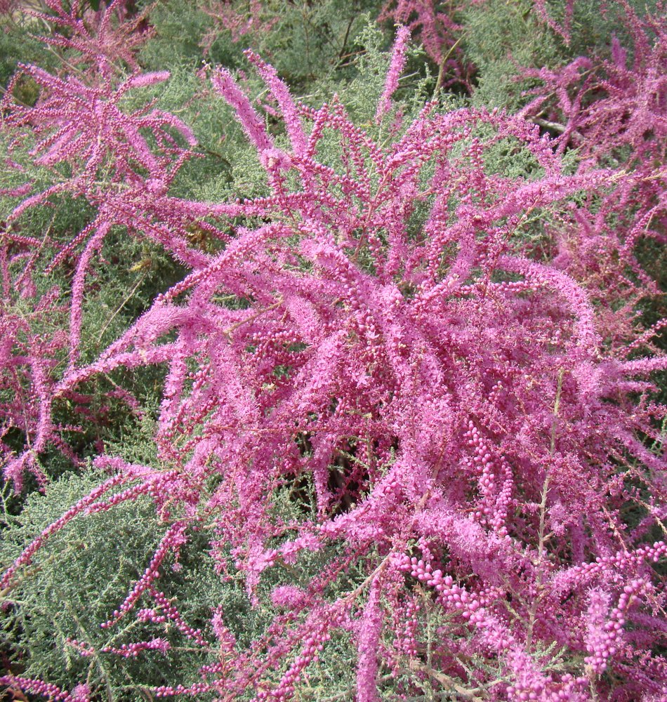 Image of Tamarix ramosissima specimen.