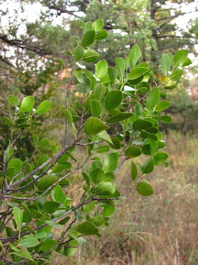 Изображение особи Rhamnus alaternus.