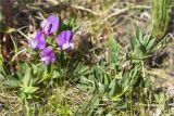 Lathyrus japonicus subspecies maritimus. Цветущее растение на приморском лугу. Мурманская обл., Кольский р-н, окр. пос. Дальние Зеленцы, побережье губы Порчниха. 21.06.2015.