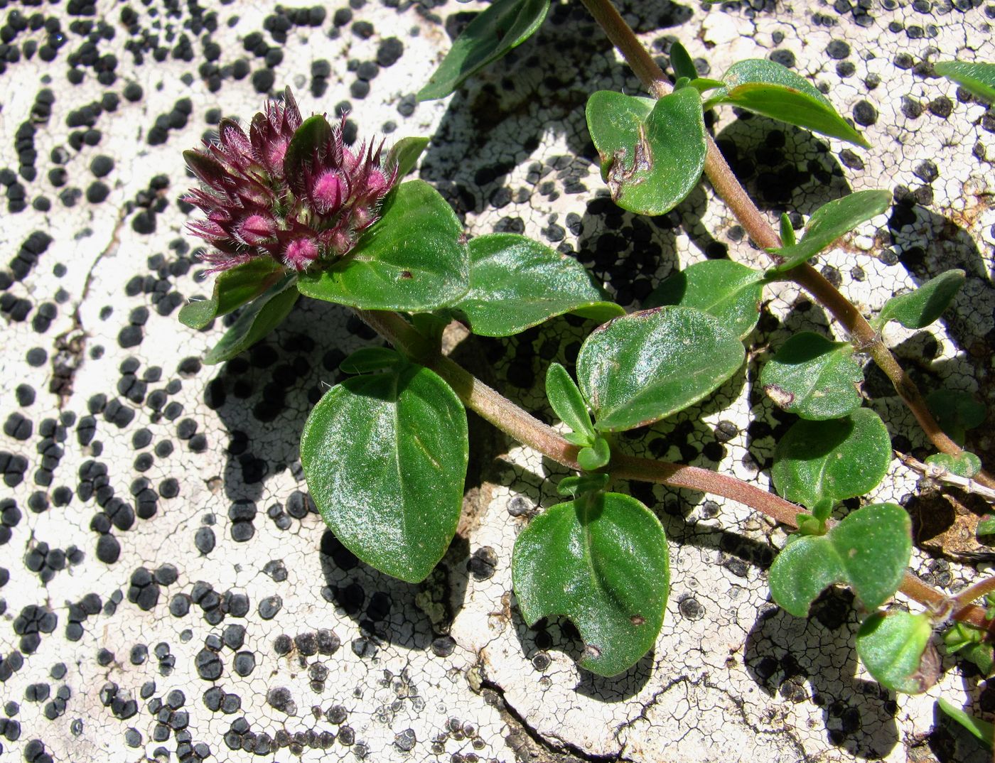 Изображение особи Thymus nummularius.