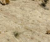 Stipellula parviflora