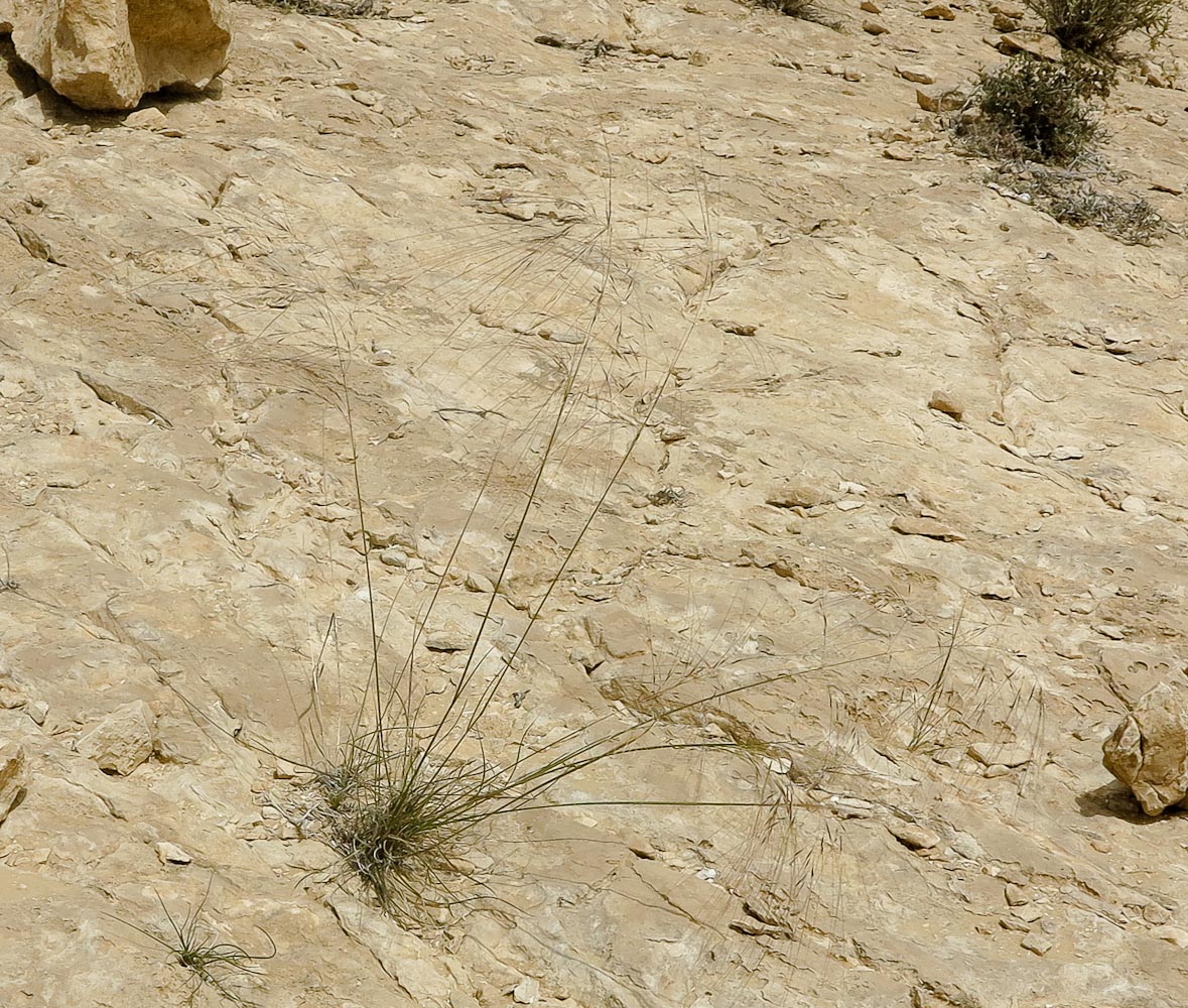 Image of Stipellula parviflora specimen.