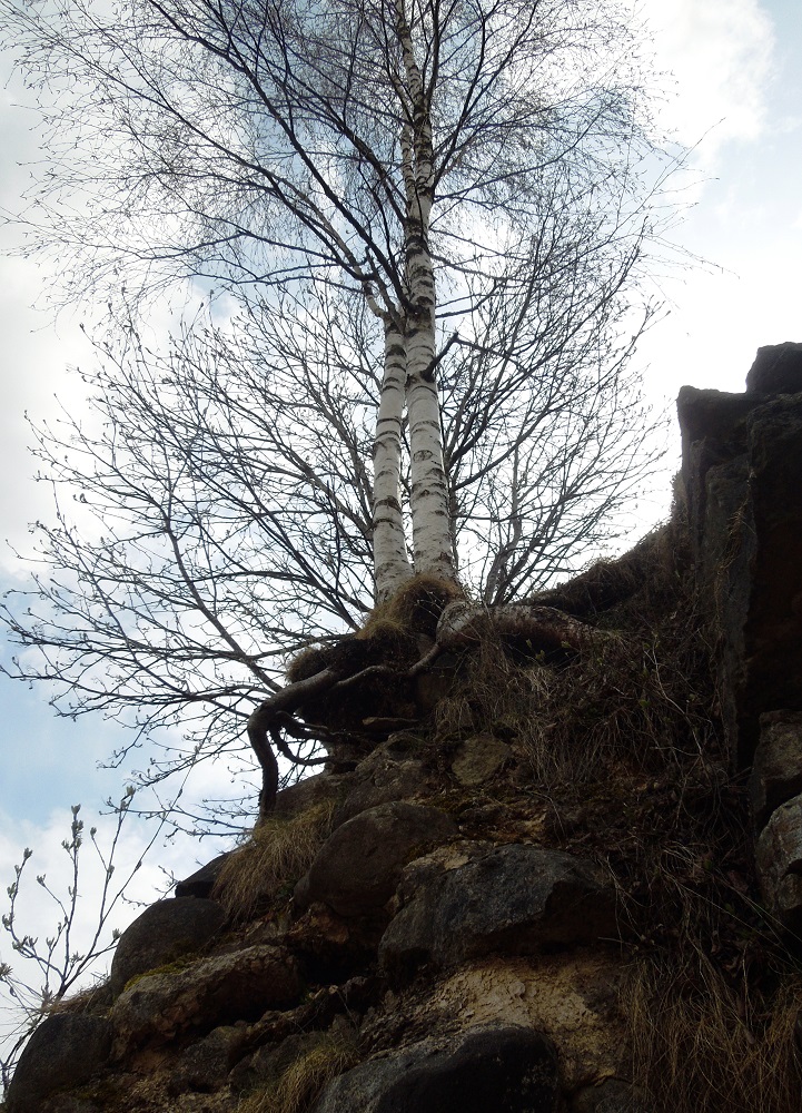 Image of Betula pendula specimen.