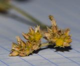 Polycarpaea repens